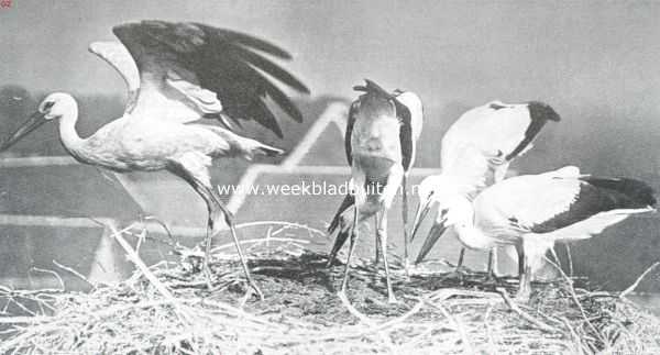 Onbekend, 1910, Onbekend, Vogelfotografie in Nederland en daarbuiten. Oude ooievaar met vier jongen op het nest