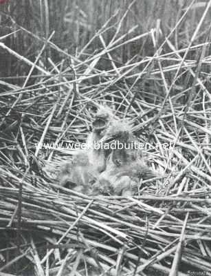 Onbekend, 1910, Onbekend, Vogelfotografie in Nederland en daarbuiten. Jongen van den purperreiger in het nest