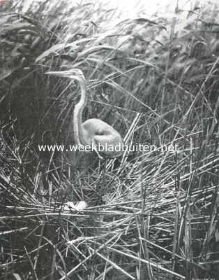 Noord-Holland, 1910, Onbekend, Vogelfotografie in Nederland en daarbuiten. Purperreiger op het nest in het Naardermeer