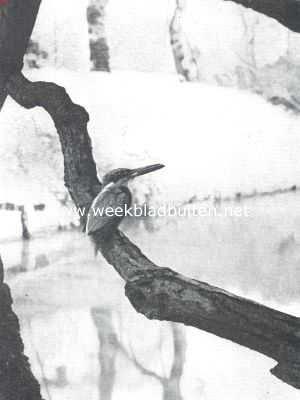 Onbekend, 1910, Onbekend, Vogelfotografie in Nederland en daarbuiten. Ijsvogel, gezien van voren en op den weg. Hij heeft een jonge visch in den bek