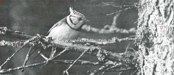 Onbekend, 1910, Onbekend, Vogelfotografie in Nederland en daarbuiten. Kuifmees