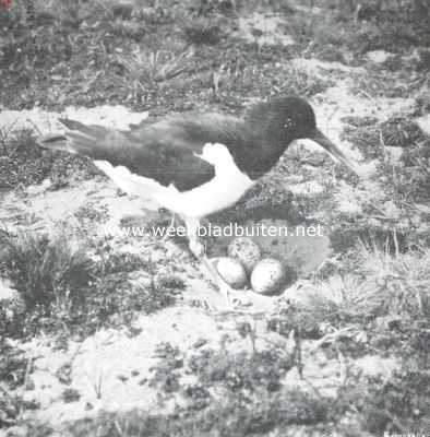 Onbekend, 1910, Onbekend, Vogelfotografie in Nederland en daarbuiten. Scholekster bij haar nest in de duinen