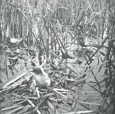 Onbekend, 1910, Onbekend, Vogelfotografie in Nederland en daarbuiten. Zwarte Sterntjes op hunne broedplaats
