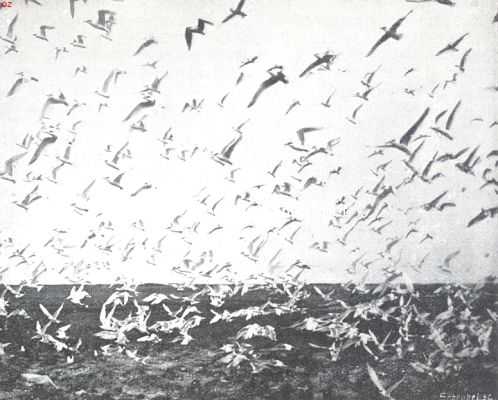 Onbekend, 1910, Onbekend, Vogelfotografie in Nederland en daarbuiten. Sterna Cantica. Boven de broedplaats