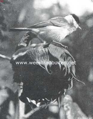 Onbekend, 1910, Onbekend, Vogelfotografie in Nederland en daarbuiten. Zwartkopmees op zonnebloem