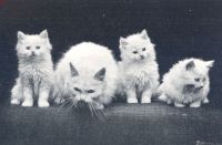 Miniatuurfoto