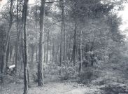 Miniatuurfoto