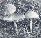 Miniatuurfoto