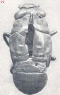 Miniatuurfoto