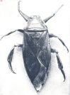 Miniatuurfoto