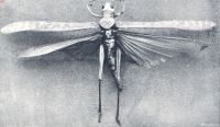 Miniatuurfoto