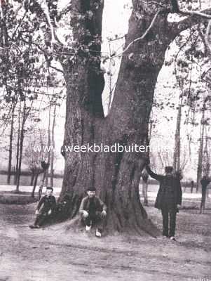 Gelderland, 1911, Bennekom, Voet van den lindeboom van Steenbergen