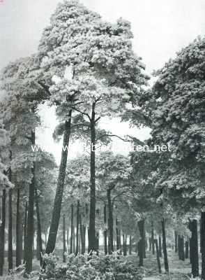 Nederland, 1911, Onbekend, Pijnboomen in den Rijp