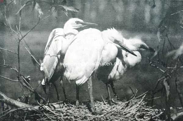 Australi, 1911, Onbekend, De geschiedenis van den reiger. IV. Ouderlooze jongen