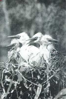 De geschiedenis van den reiger. V. Schreeuwend om voedsel