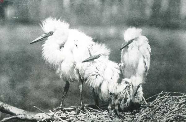 Australi, 1911, Onbekend, De geschiedenis van den reiger. VI. Half dood van honger