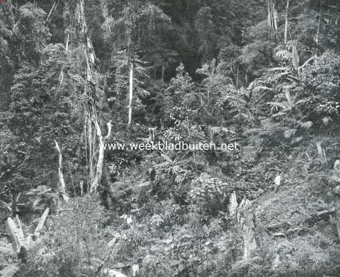 Indonesi, 1911, Buitenzorg, Gezicht in het oerbosch in den omtrek van Buitenzorg