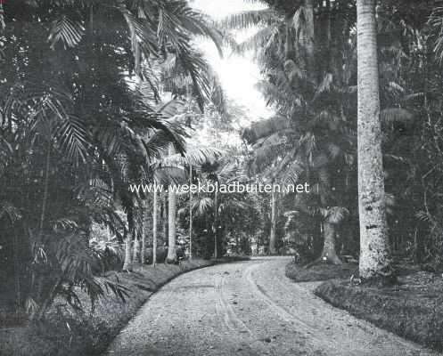Indonesi, 1911, Buitenzorg, Weg in den plantentuin te Buitenzorg