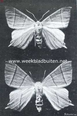 Onbekend, 1911, Onbekend, Klimoptak- of vliervlinders. Urapteryx Sambucaria (L.)