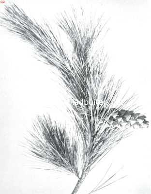 Onbekend, 1911, Onbekend, Pinus Excelsa Var. Pence