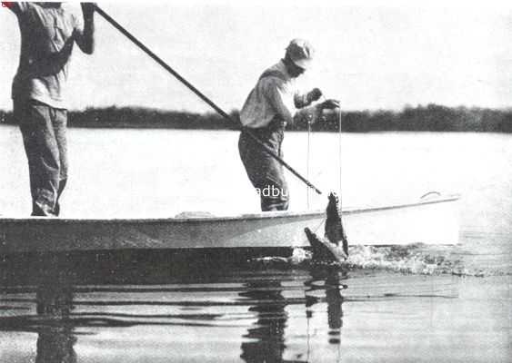 Amerika, 1911, Onbekend, Krokodillen. II. De opmerkzaamheid van den krokodil wordt van den man met den strik afgeleid