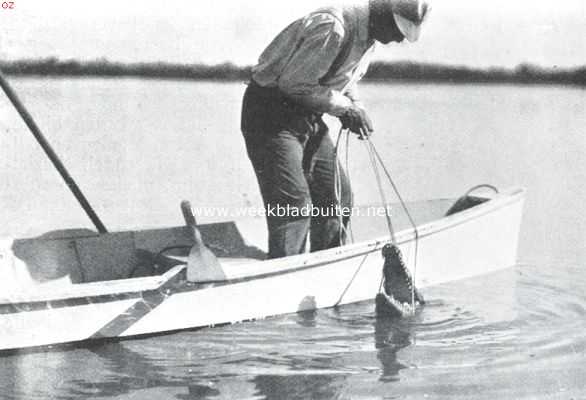 Amerika, 1911, Onbekend, Krokodillen. III. De lus gaat om des krokodils kinnebak