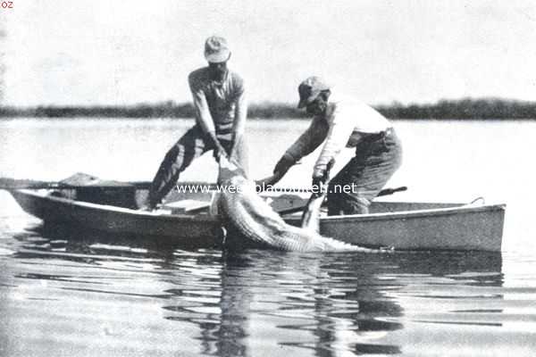 Amerika, 1911, Onbekend, Krokodillen. V. De krokodil wordt in de schuit getrokken