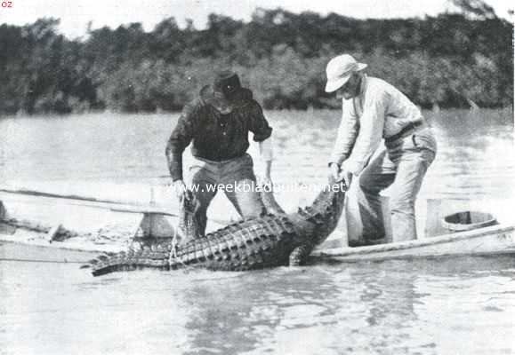 Amerika, 1911, Onbekend, Krokodillen. VI. En brengt de schuit bijna aan 't kantelen