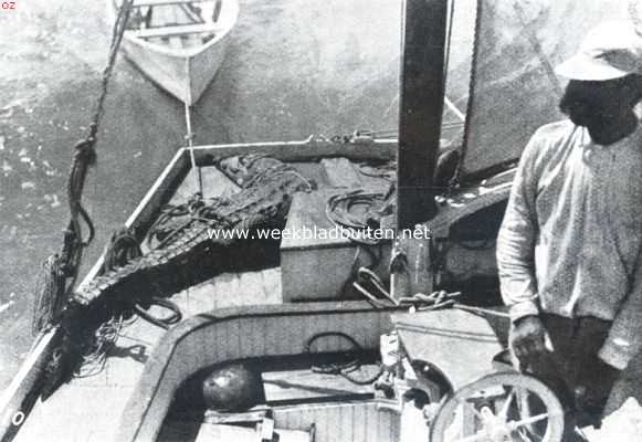 Amerika, 1911, Onbekend, Krokodillen. X. De gevangene geboeid op het dek van een motorboot