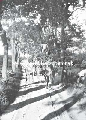 Gelderland, 1911, Putten, Huize Oldenaller. Laantje op het landgoed Oldenaller