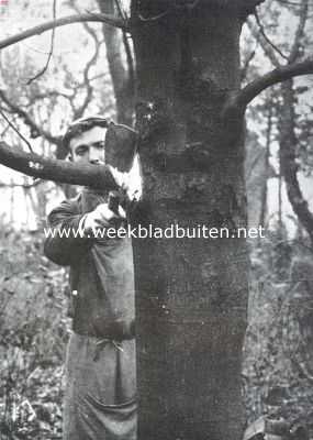 Gelderland, 1911, Onbekend, Het uitdunnen van boomen. De tak wordt zoo dicht mogelijk langs den stam afgehakt