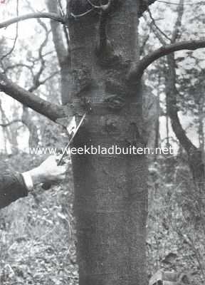 Nederland, 1911, Onbekend, Het uitdunnen van boomen. De tak wordt aan den onderkant ingehakt
