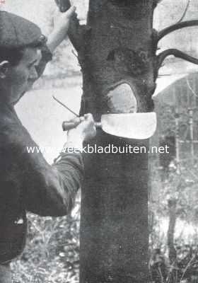 Nederland, 1911, Onbekend, Het uitdunnen van boomen. De wondvlakte wordt zoo vlak mogelijk gehakt