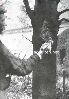 Nederland, 1911, Onbekend, Het uitdunnen van boomen. De wondvlakte wordt met teer flink dichtgesmeerd