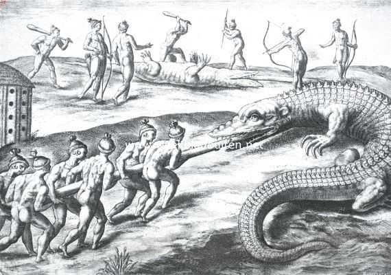 Hoe de krokodillen oudtijds in Florida werden gedood.