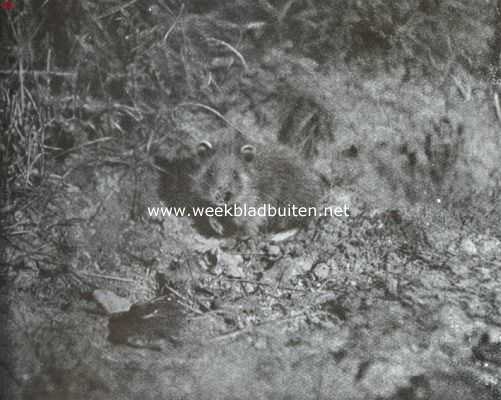 Limburg, 1911, Onbekend, De hamster. Hamster op het punt in zijn hol te vluchten
