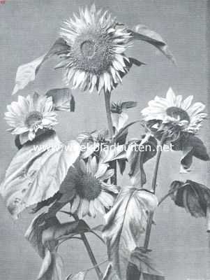 Onbekend, 1911, Onbekend, Een bouquetje verschillende zonnebloemen
