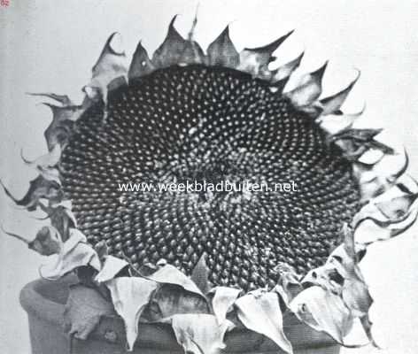 Onbekend, 1911, Onbekend, Zomerpitten op den bloemschijf ingeplant