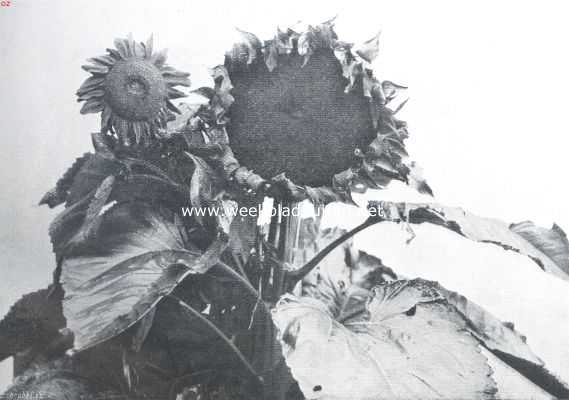 Onbekend, 1911, Onbekend, Een reusachtige zonnebloem