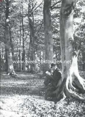 Noord-Holland, 1911, Bussum, Het bosch van Bredius. Hoog geboomte