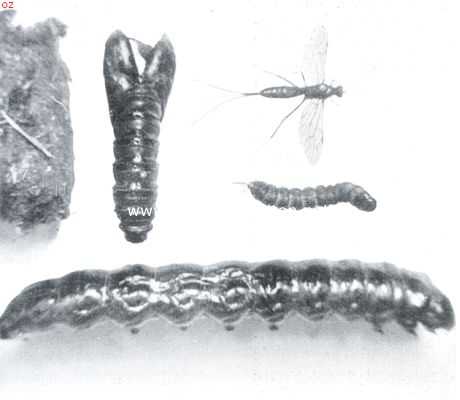 Onder: volwassen en daarboven jonge rups van Cossus (beide geprepareerde exemplaren). Rechts boven: sluipwesp (Meniscus Setosus Gr.) Links boven: pophulsel en cocon (alles iets verkleind)