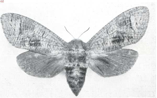De Wilgenhoutvlinder (Trypanus Cossus L.) (nat. Grootte)