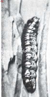 Onbekend, 1911, Onbekend, Cossusrups (foto naar 't leven). Boven zijn de geopende kaken nog even zichtbaar. De zwarte stippen zijn de ademgaten of stigmata (iets verkleind).