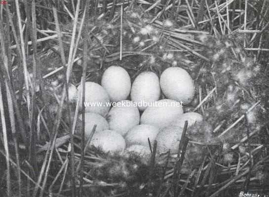 Nest met eieren van de wilde eend