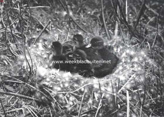 Onbekend, 1911, Onbekend, Nest jonge wilde eendjes