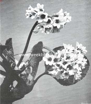 Onbekend, 1911, Onbekend, Megasea bloemtrossen