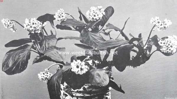 Onbekend, 1911, Onbekend, Megasea Cordifolia in vollen bloei