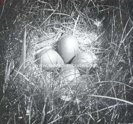 Nest met eieren van den grutto (Limosa Limosa L.)