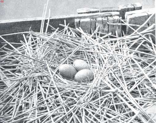 Nest met eieren van de kokmeeuw