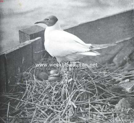 Nederland, 1911, Onbekend, Kokmeeuw staande op het nest